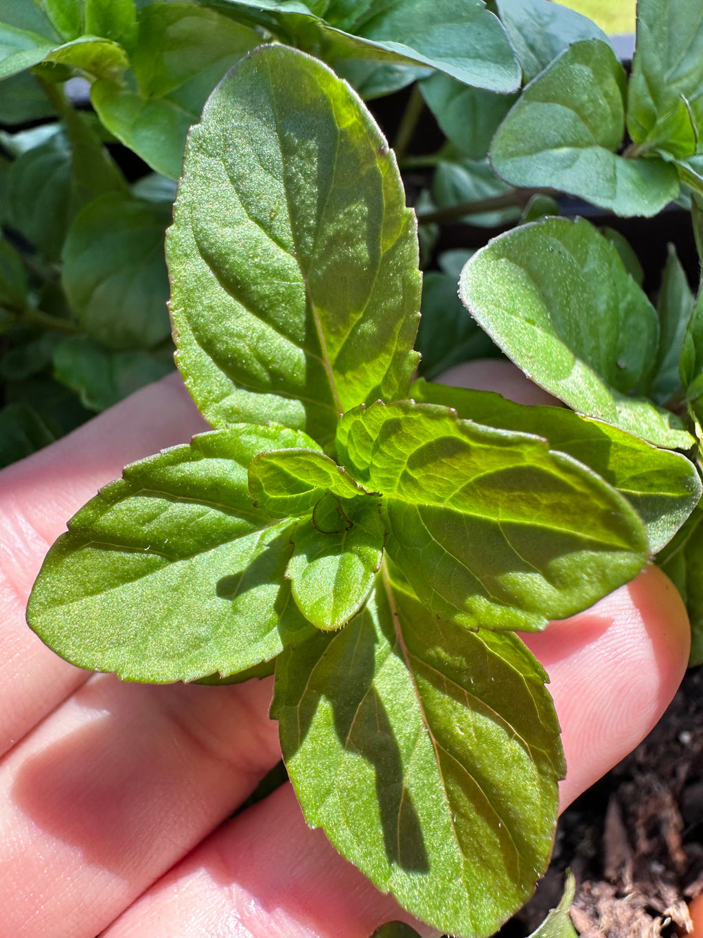 Lavender Mint Cutting (Mentha × piperita f. citrata 'Lavender') - Live Herb Plant Starter