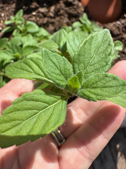 Banana Mint Cutting (Mentha arvensis 'Banana') - Live Herb Plant Starter