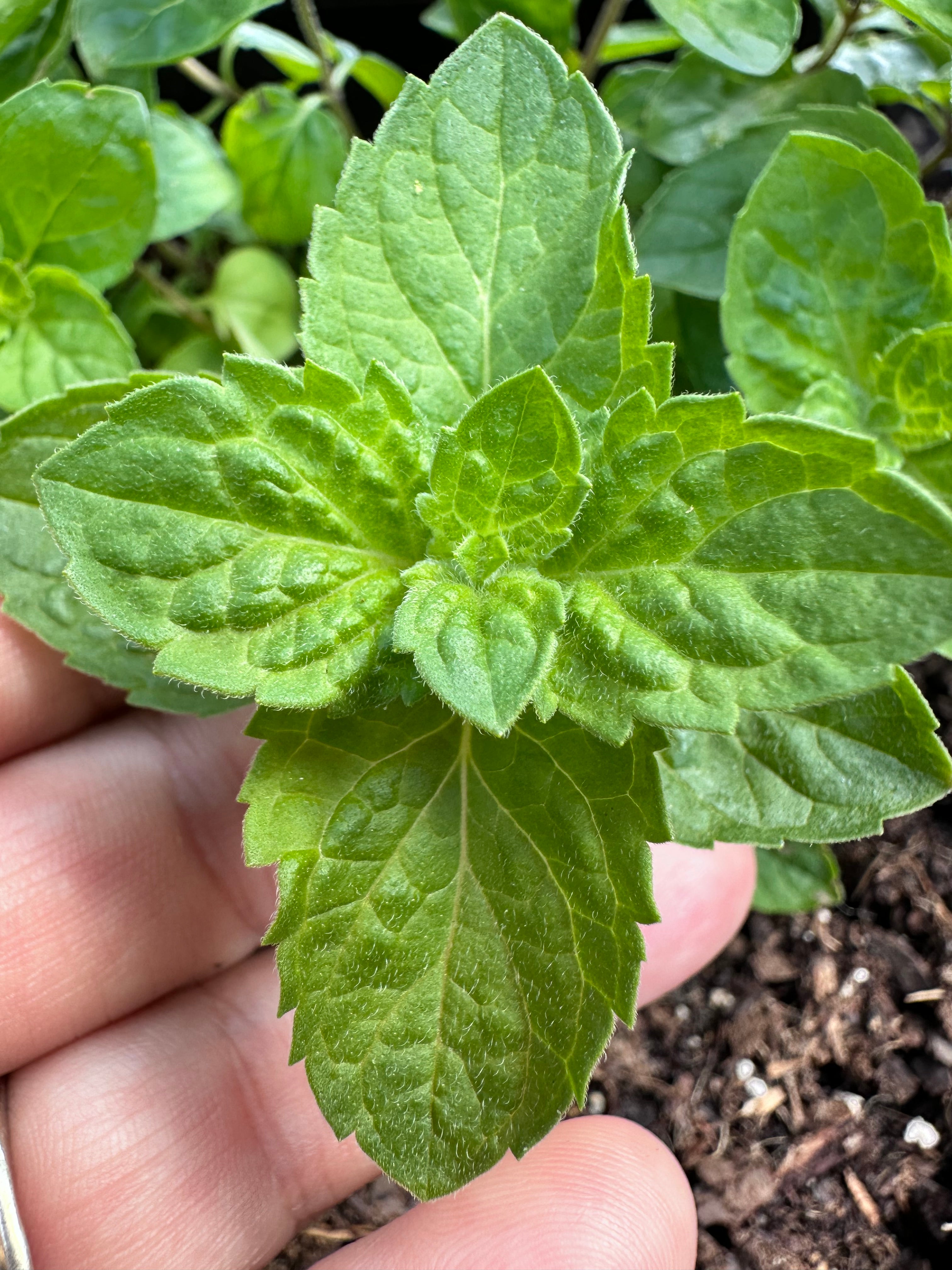 Lemon Bergamot Mint Cutting (Mentha × piperita f. citrata 'Lemon') - Live Herb Plant Starter