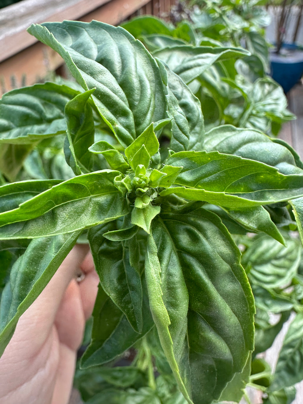 Sweet Basil Cutting (Ocimum basilicum) - Live Herb Plant Starter