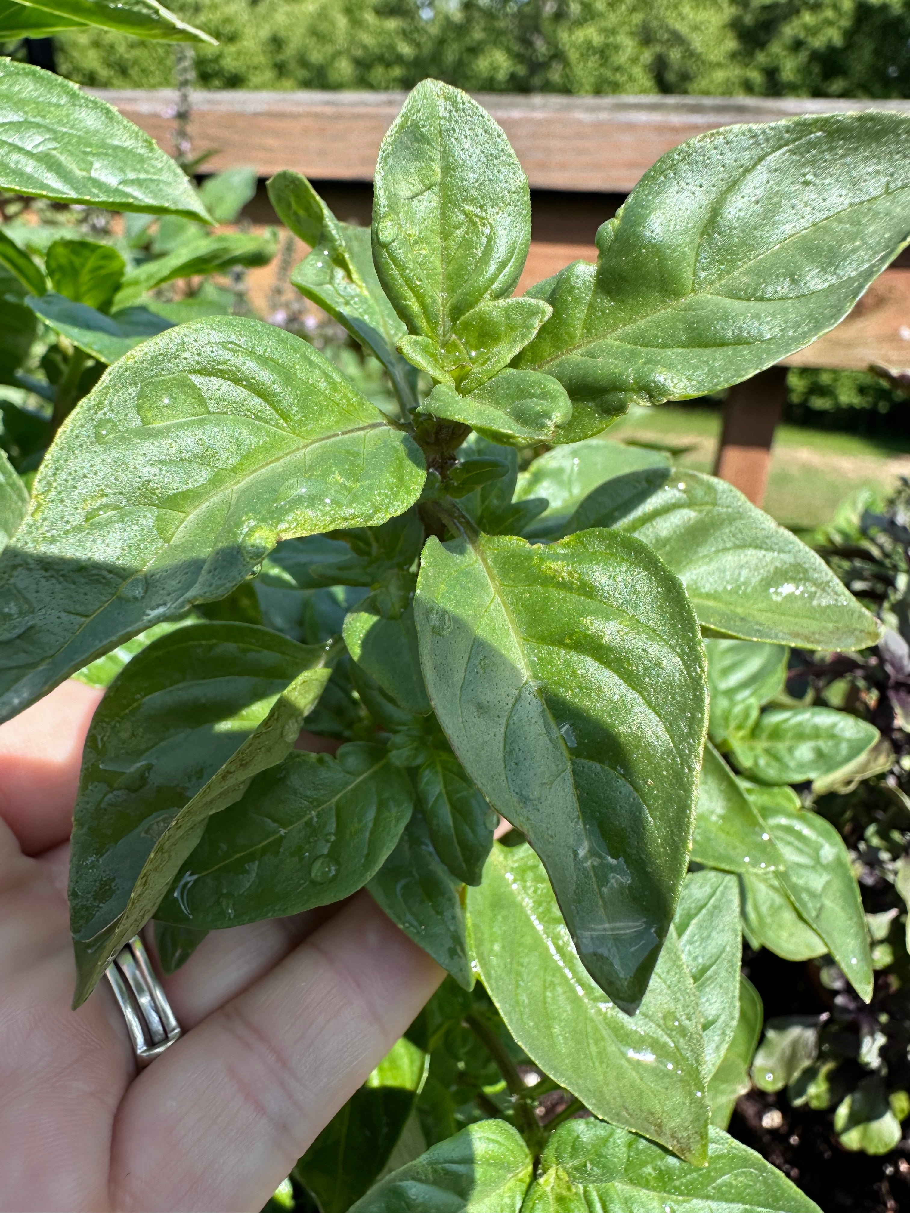 Everleaf Lemon Basil Cutting (Ocimum basilicum 'Everleaf Lemon') - Live Herb Plant Starter