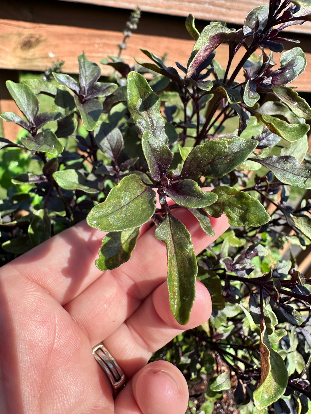Purple Bush Basil Cutting (Ocimum basilicum 'Purple Bush') - Live Herb Plant Starter