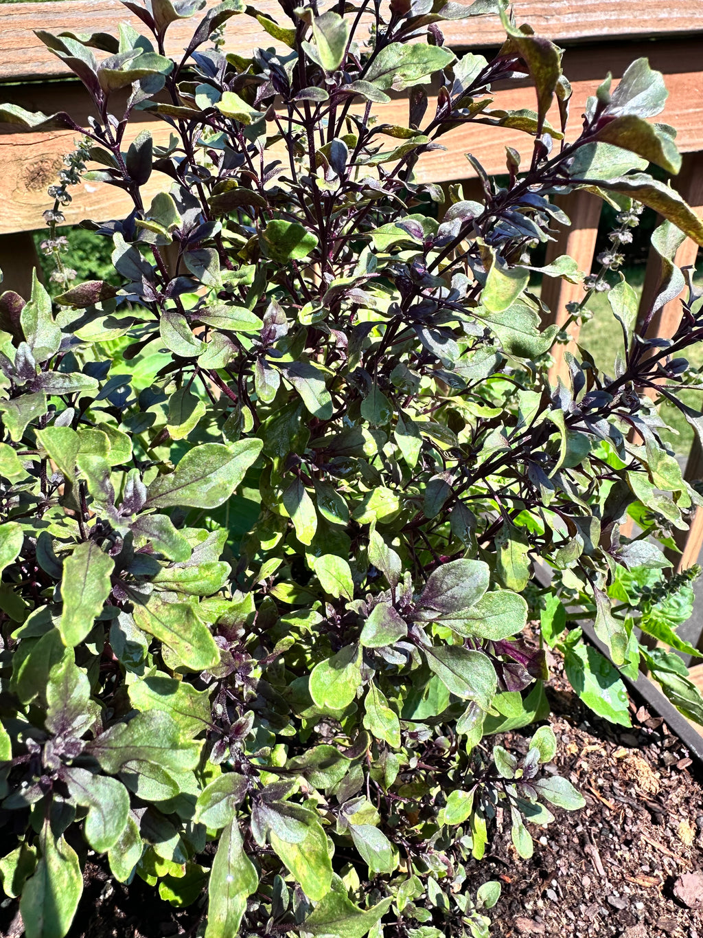 Purple Bush Basil Cutting (Ocimum basilicum 'Purple Bush') - Live Herb Plant Starter