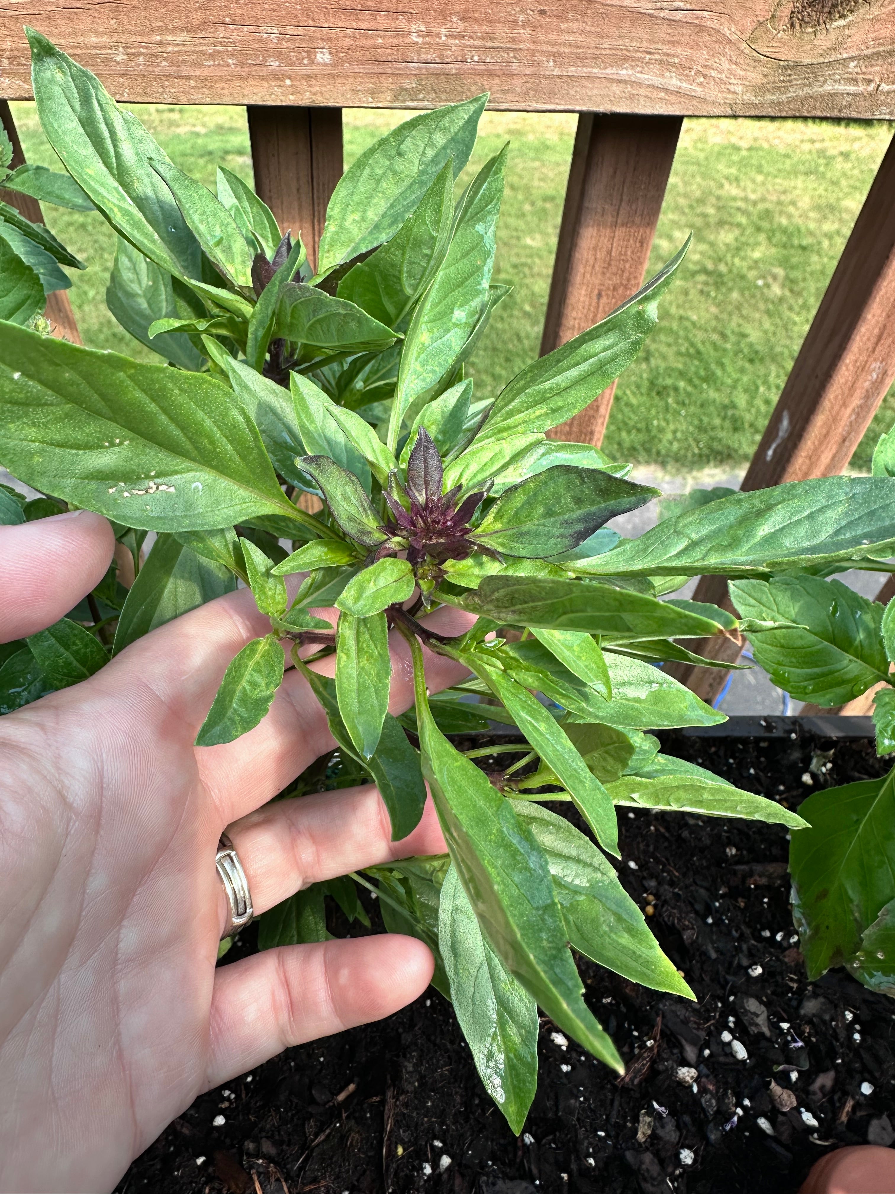 Siam Queen Thai Basil Cutting (Ocimum basilicum var. thyrsiflora 'Siam Queen') - Live Herb Plant Starter
