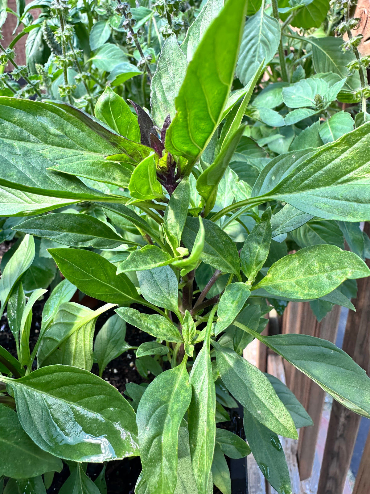 Siam Queen Thai Basil Cutting (Ocimum basilicum var. thyrsiflora 'Siam Queen') - Live Herb Plant Starter
