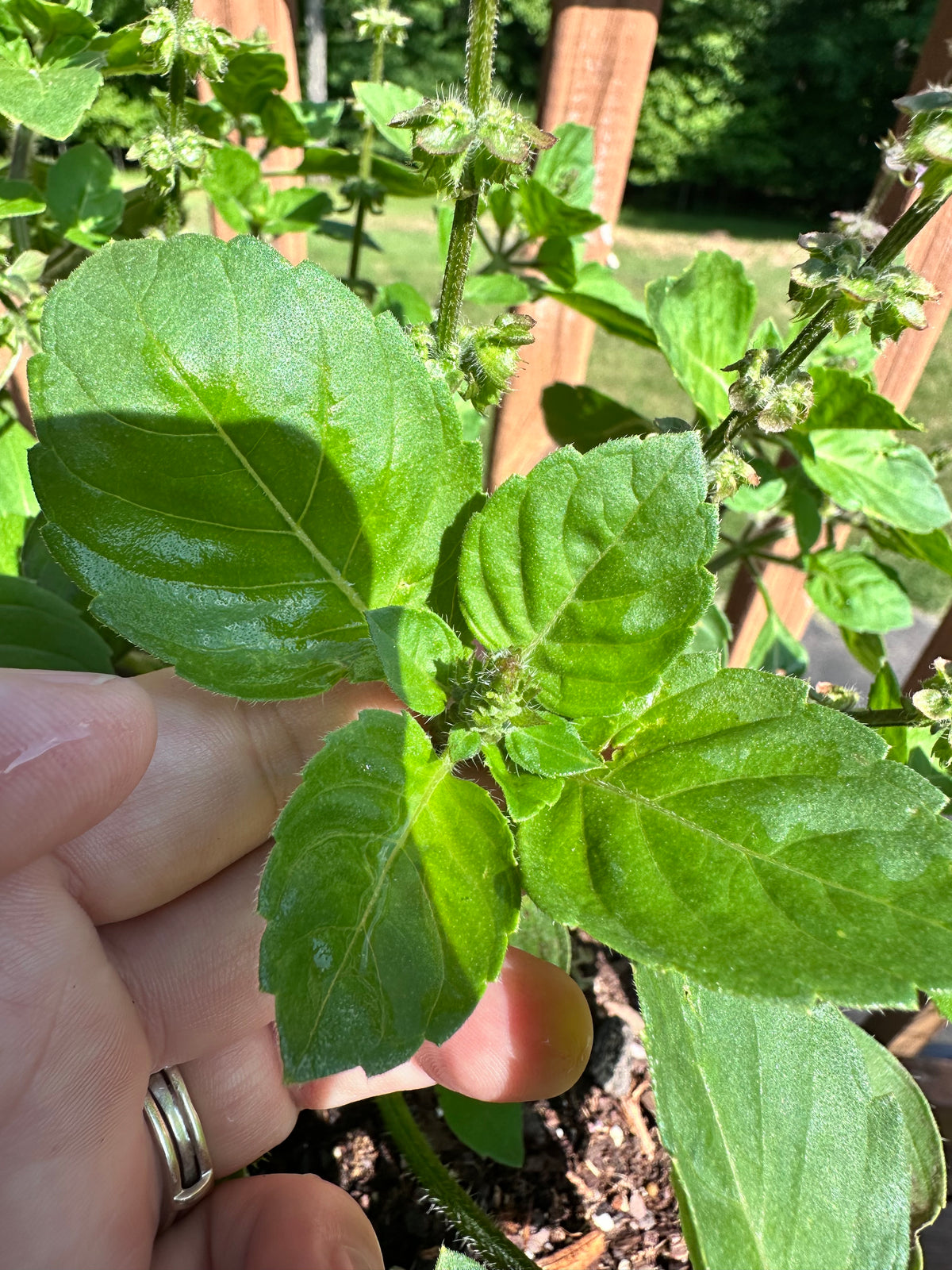 Tulsi Basil Cutting (Ocimum tenuiflorum) - Live Herb Plant Starter