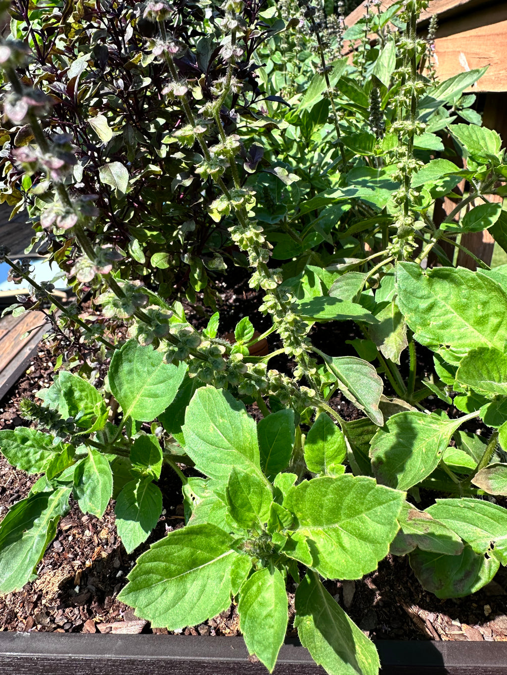 Tulsi Basil Cutting (Ocimum tenuiflorum) - Live Herb Plant Starter