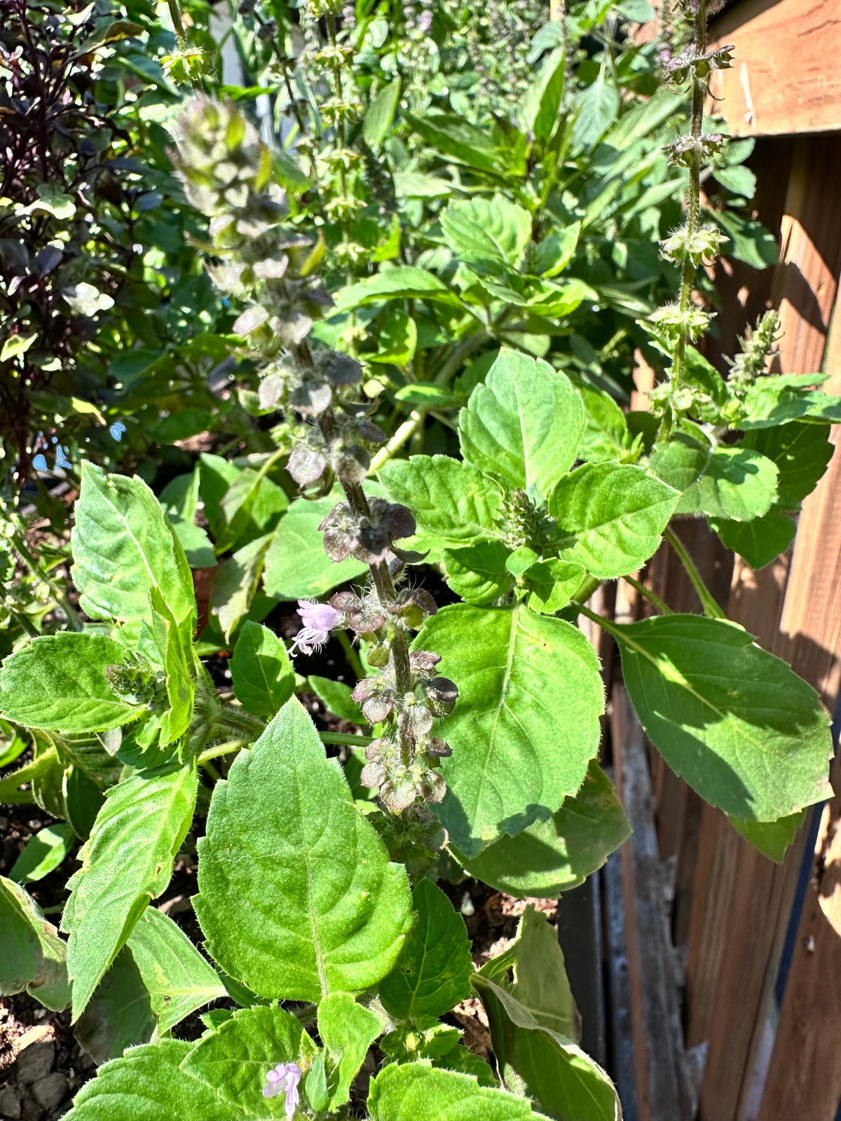 Tulsi Basil Cutting (Ocimum tenuiflorum) - Live Herb Plant Starter