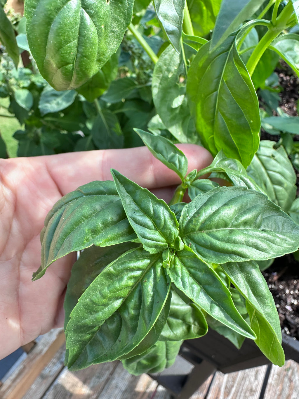 Sacred Basil Cutting (Ocimum tenuiflorum) - Live Herb Plant Starter