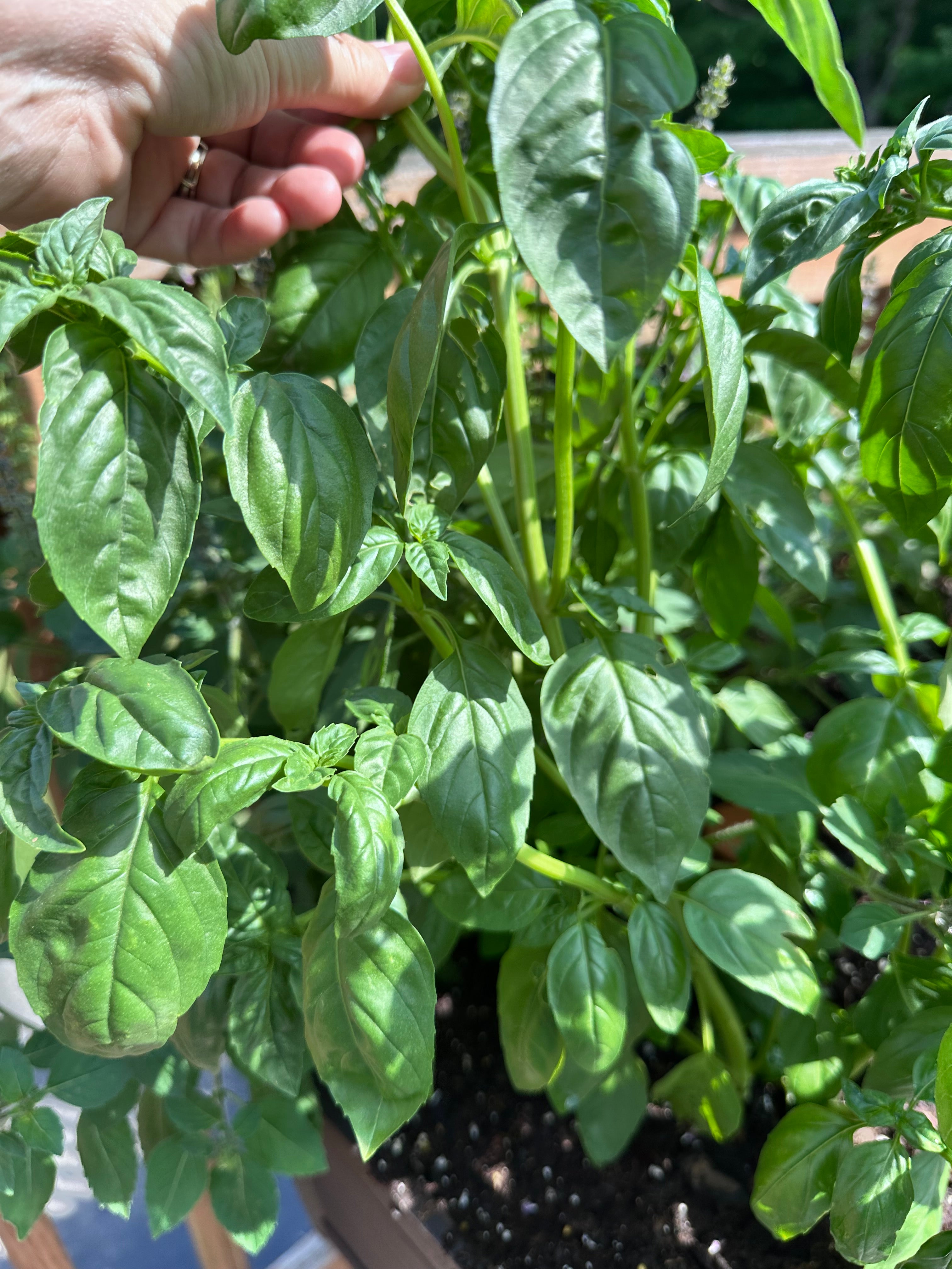 Sacred Basil Cutting (Ocimum tenuiflorum) - Live Herb Plant Starter