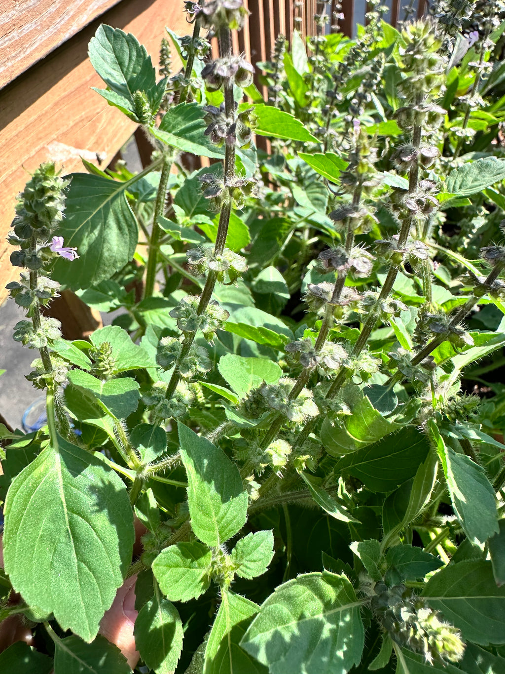 Sacred Basil Cutting (Ocimum tenuiflorum) - Live Herb Plant Starter