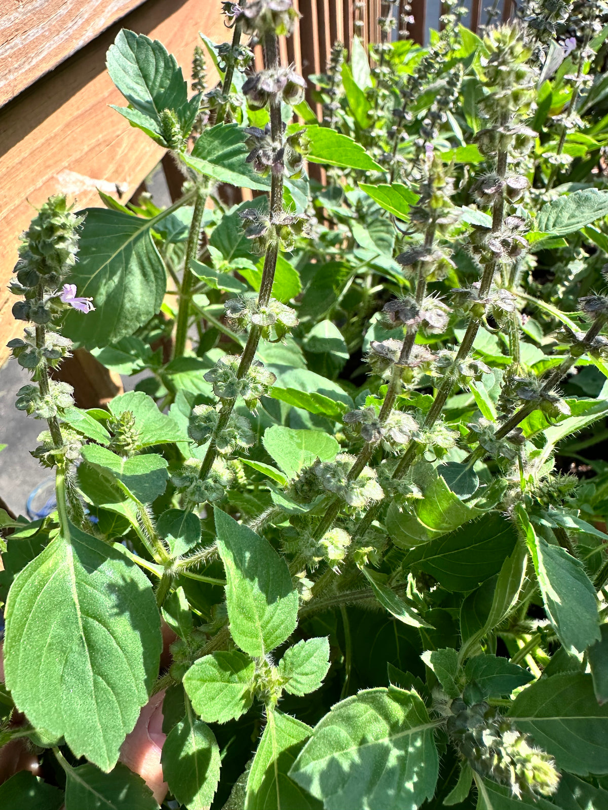 Sacred Basil Cutting (Ocimum tenuiflorum) - Live Herb Plant Starter