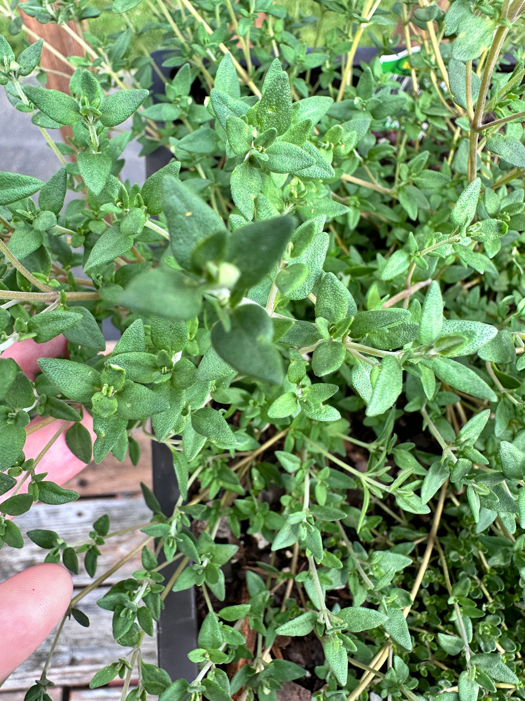 German Thyme Cutting (Thymus vulgaris 'German Winter') - Live Herb Plant Starter
