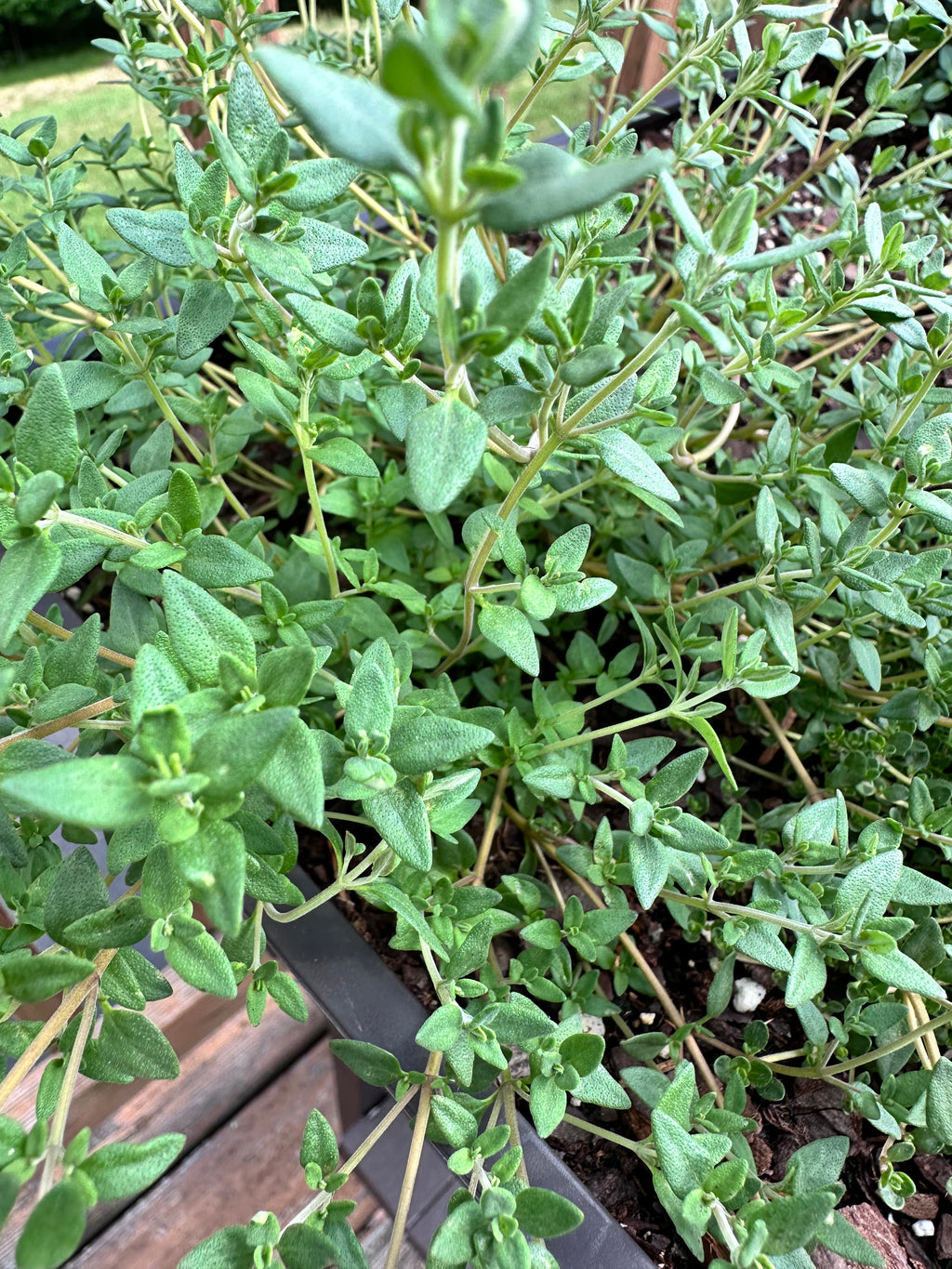 German Thyme Cutting (Thymus vulgaris 'German Winter') - Live Herb Plant Starter