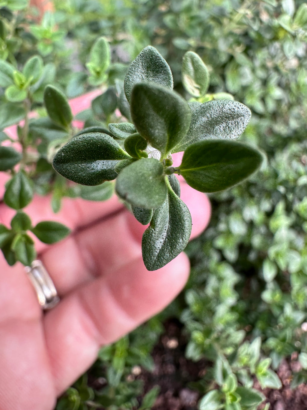 Lemon Thyme Cutting (Thymus × citriodorus) - Live Herb Plant Starter
