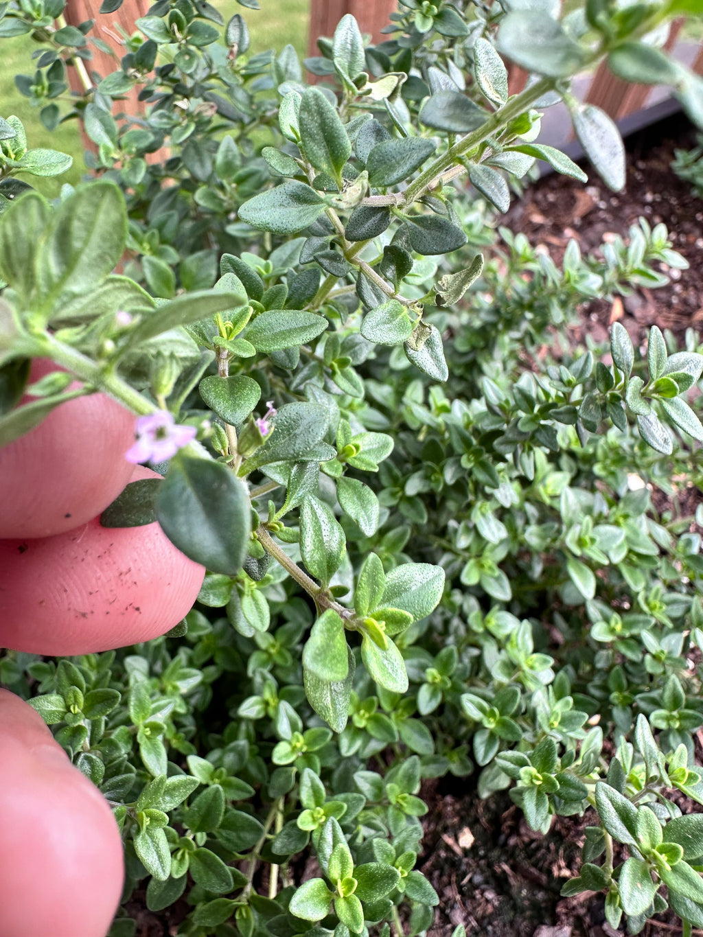 Lemon Thyme Cutting (Thymus × citriodorus) - Live Herb Plant Starter
