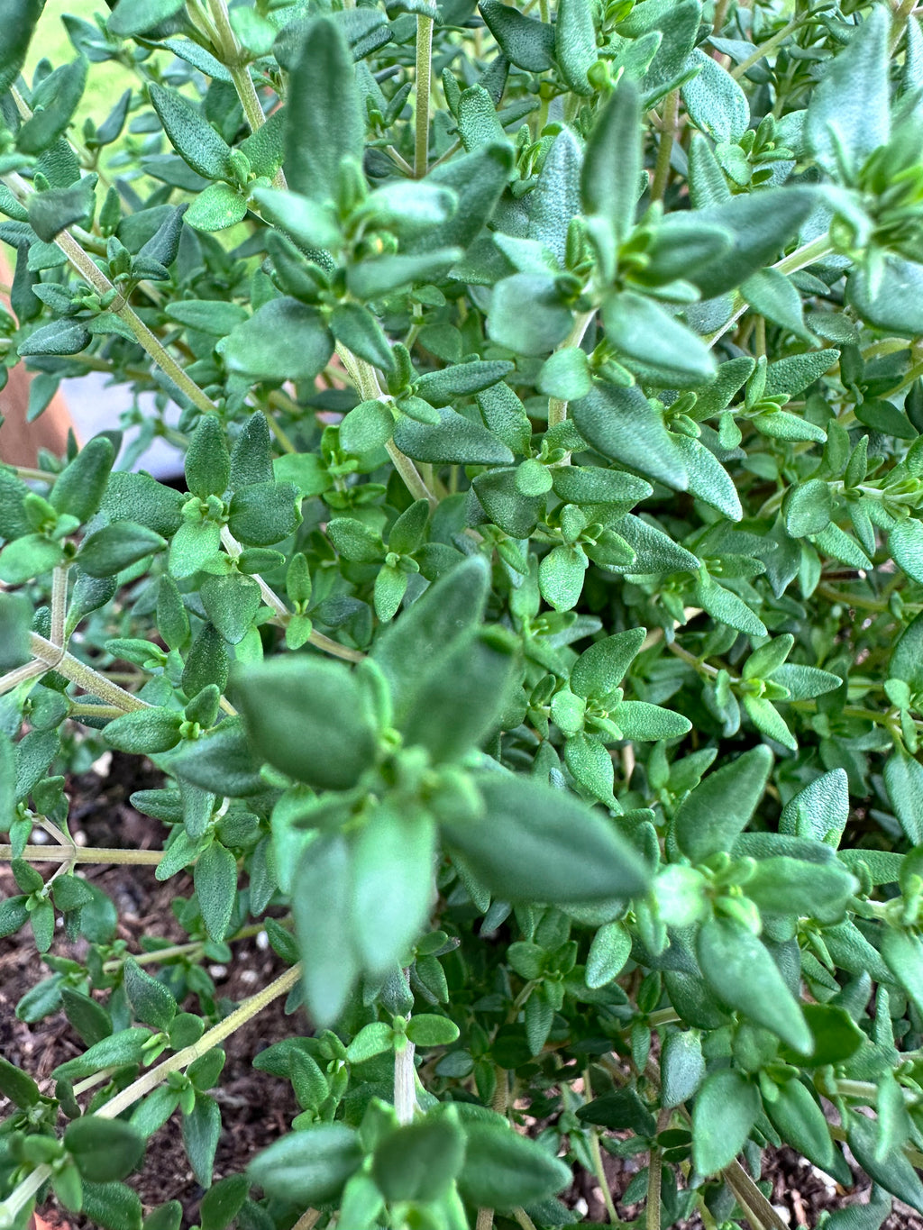 French Thyme Cutting (Thymus vulgaris 'French') - Live Herb Plant Starter