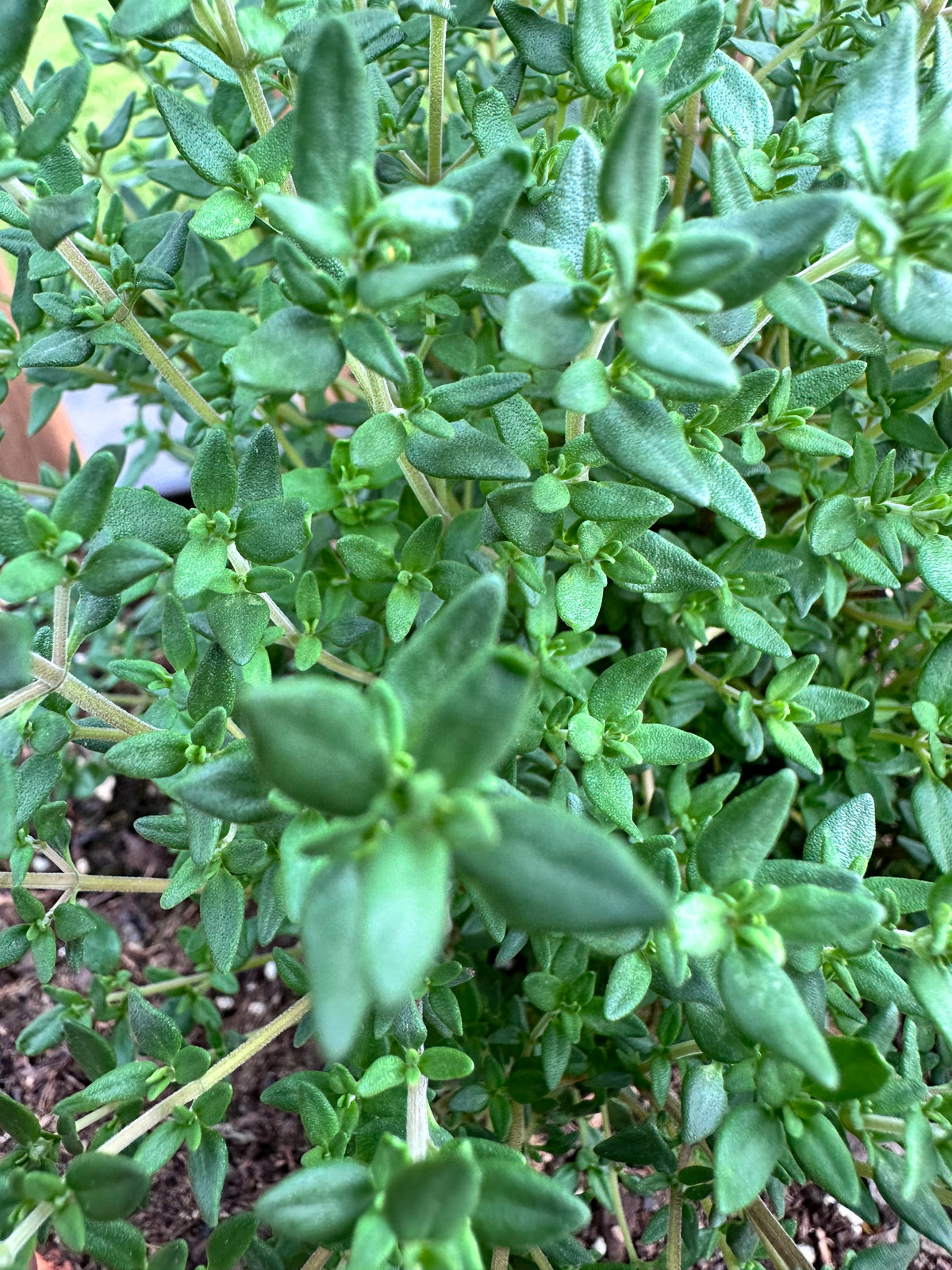 French Thyme Cutting (Thymus vulgaris 'French') - Live Herb Plant Starter