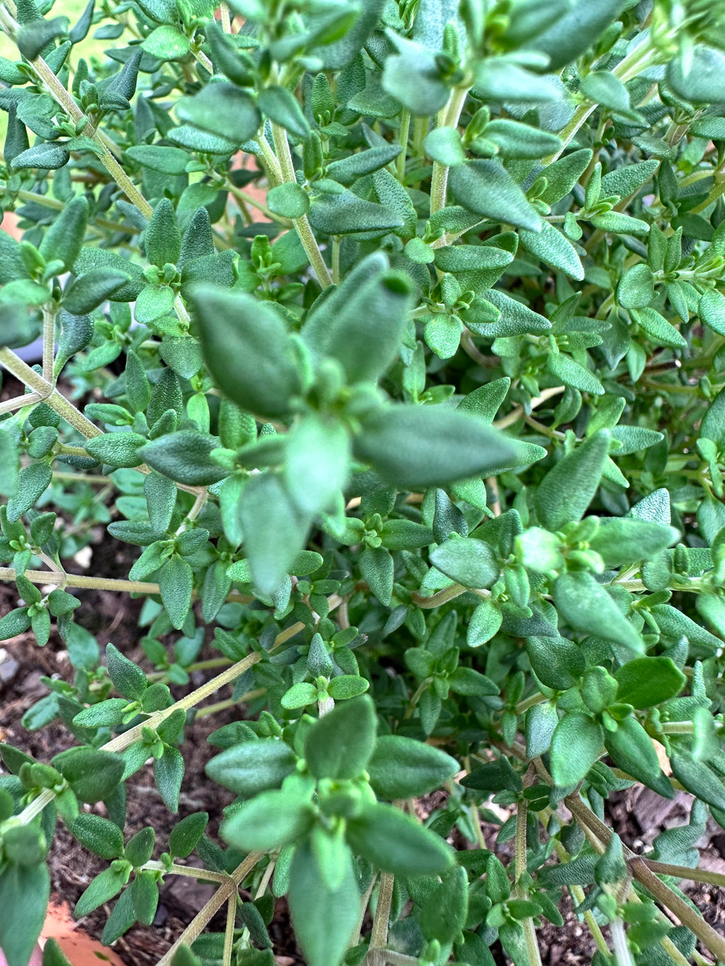 French Thyme Cutting (Thymus vulgaris 'French') - Live Herb Plant Starter