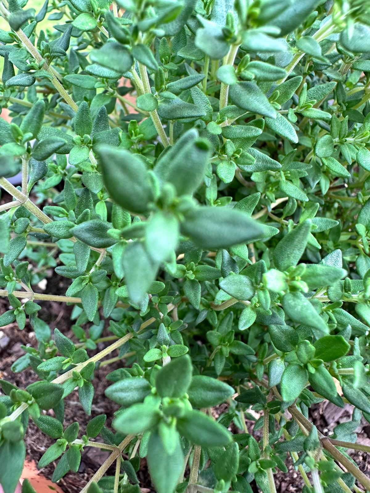 French Thyme Cutting (Thymus vulgaris 'French') - Live Herb Plant Starter