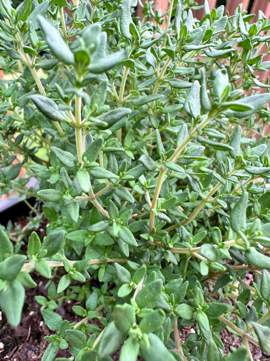 French Thyme Cutting (Thymus vulgaris 'French') - Live Herb Plant Starter