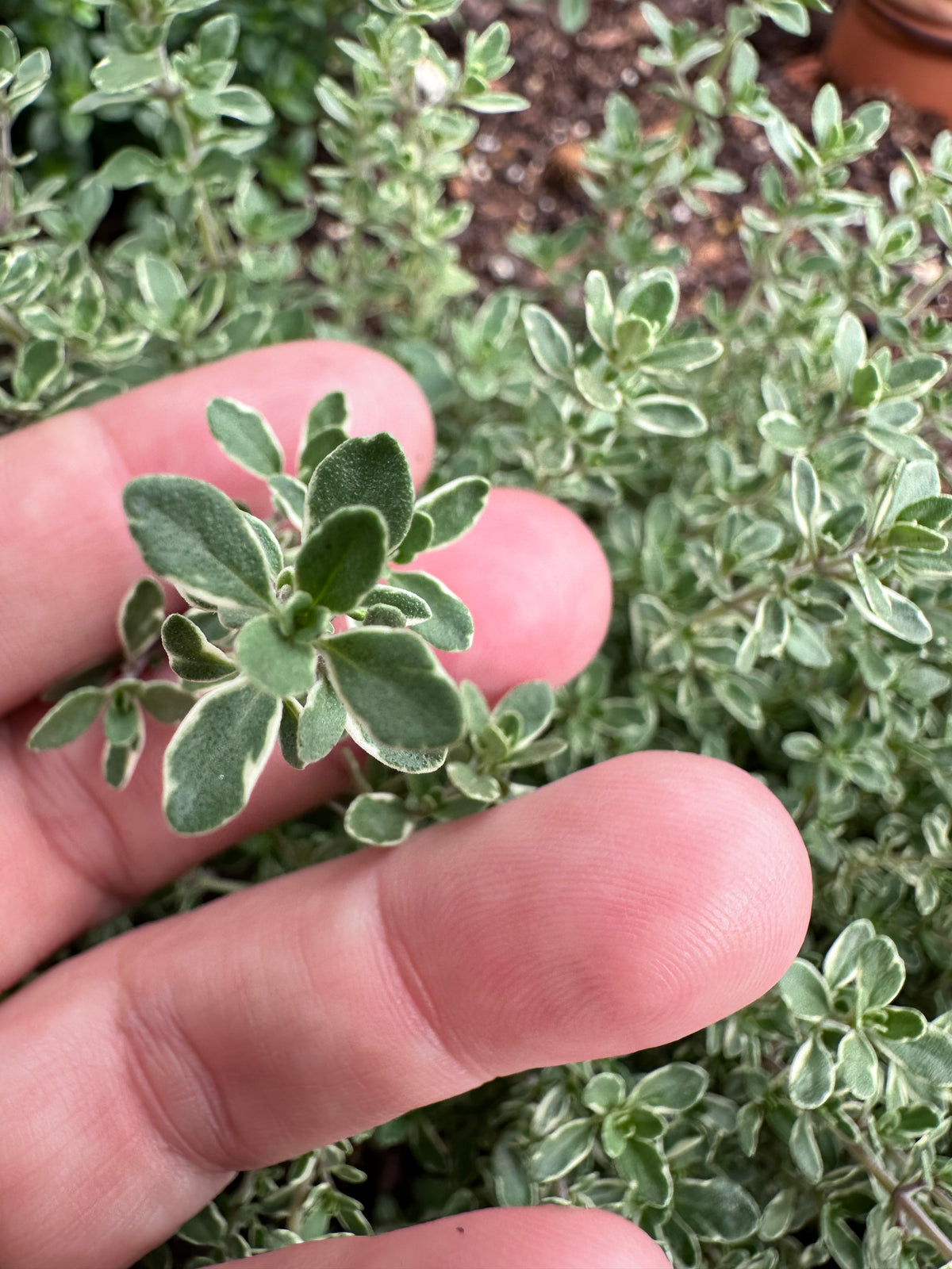 Silver Thyme Cutting (Thymus vulgaris 'Argenteus') - Live Herb Plant Starter