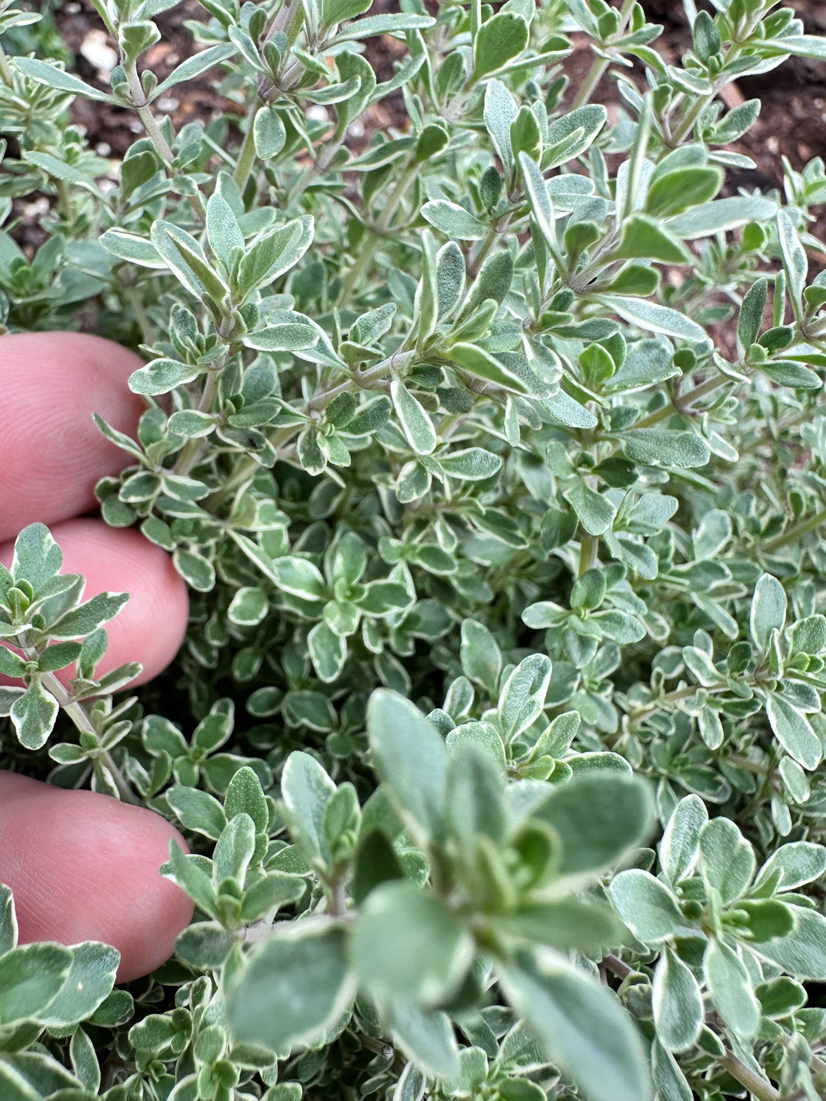 Silver Thyme Cutting (Thymus vulgaris 'Argenteus') - Live Herb Plant Starter