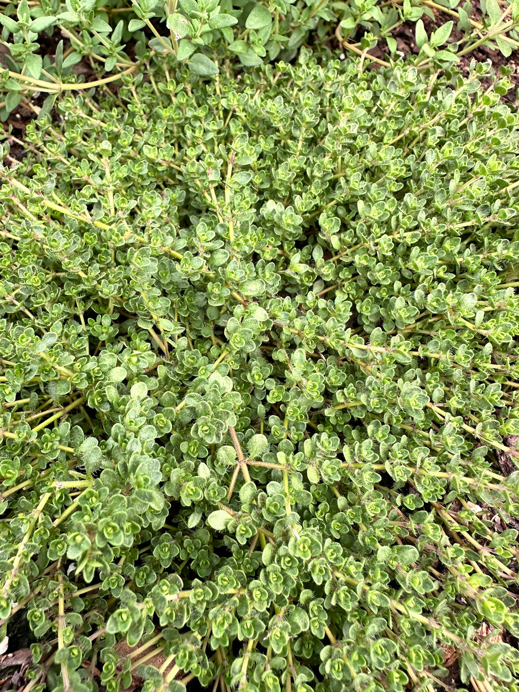 English Thyme Cutting (Thymus vulgaris) - Live Herb Plant Starter