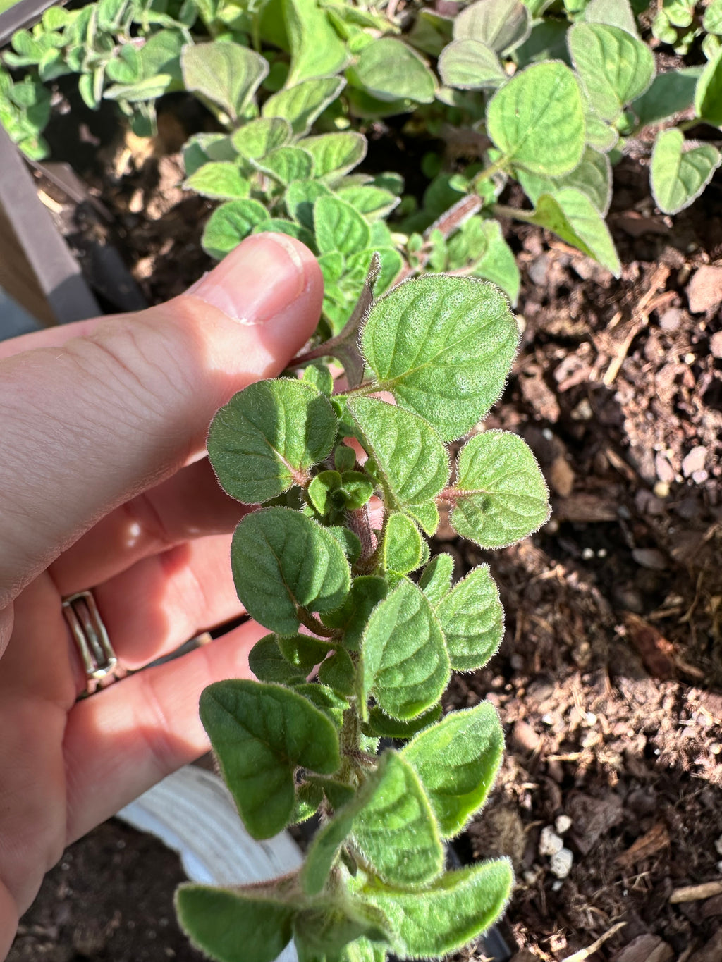 Mediterranean Greek Oregano Cutting (Origanum vulgare subsp. hirtum) - Live Herb Plant Starter