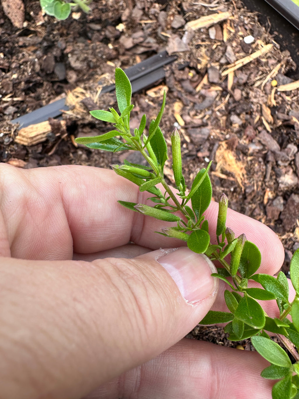 Syrian Oregano Cutting (Origanum syriacum) - Live Herb Plant Starter