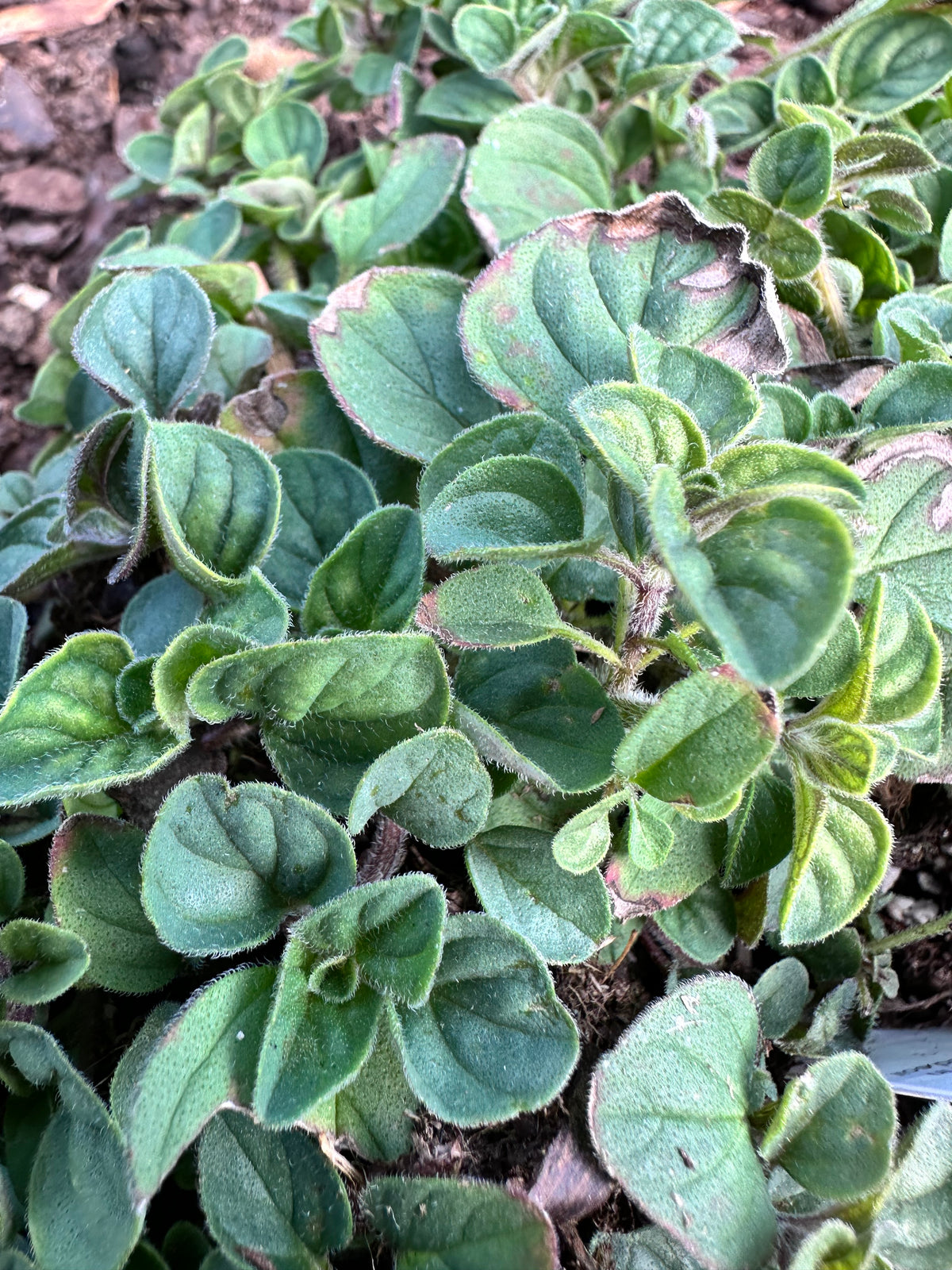 Mexican Oregano Cutting (Lippia graveolens) - Live Herb Plant Starter