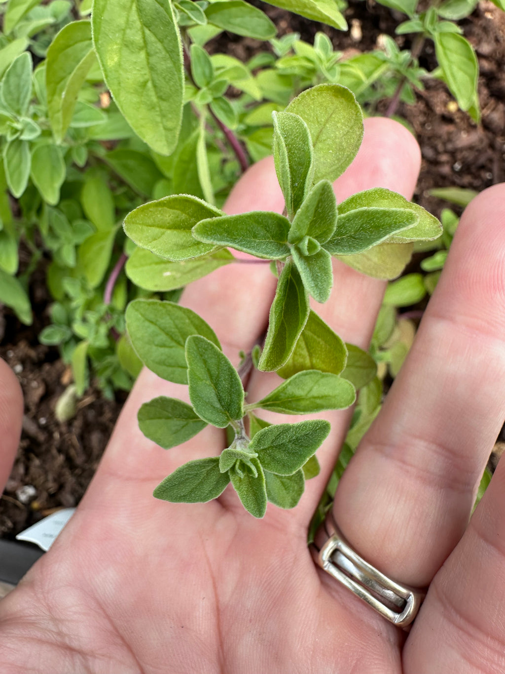 Hot & Spicy Oregano Cutting (Origanum vulgare 'Hot & Spicy') - Live Herb Plant Starter
