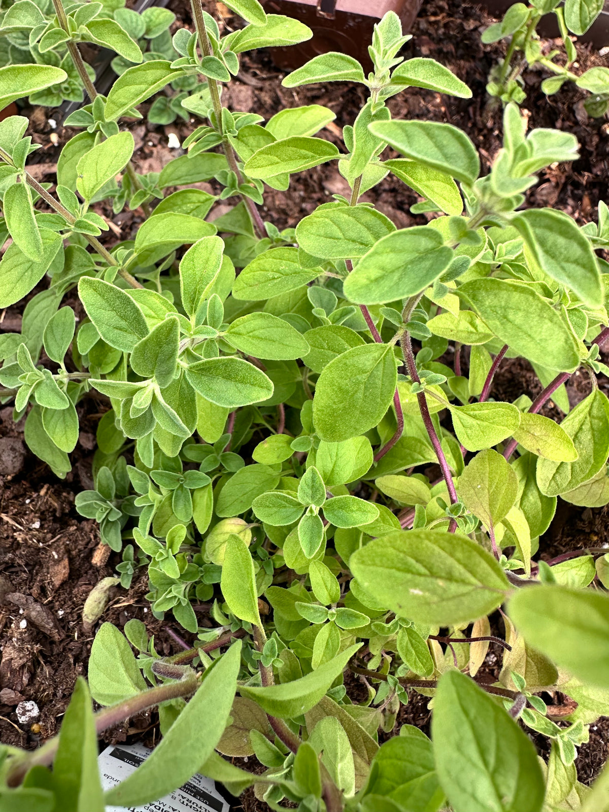 Italian Oregano Cutting (Origanum × majoricum) - Live Herb Plant Starter