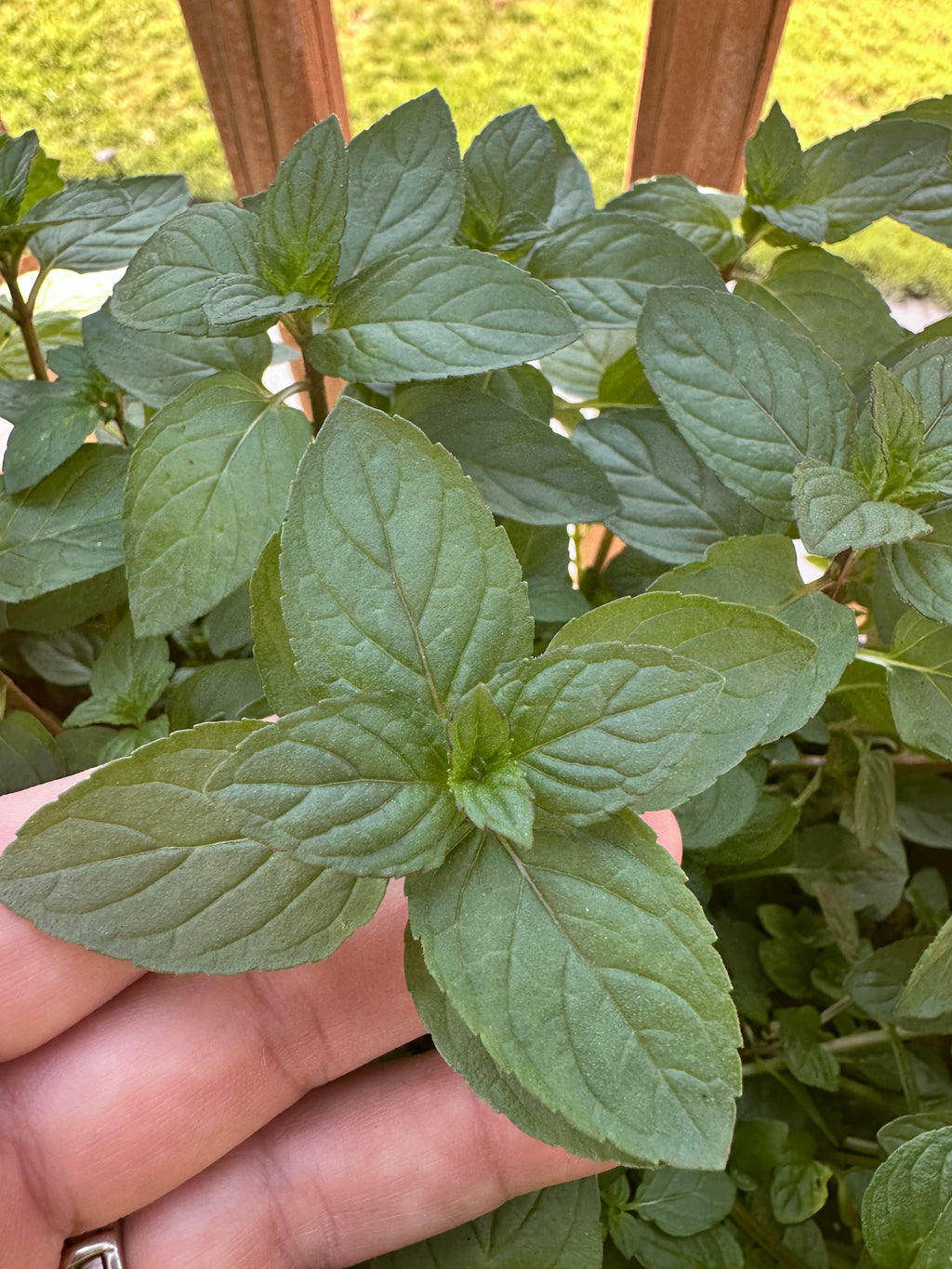 Peppermint Cutting (Mentha × piperita) - Live Herb Plant Starter