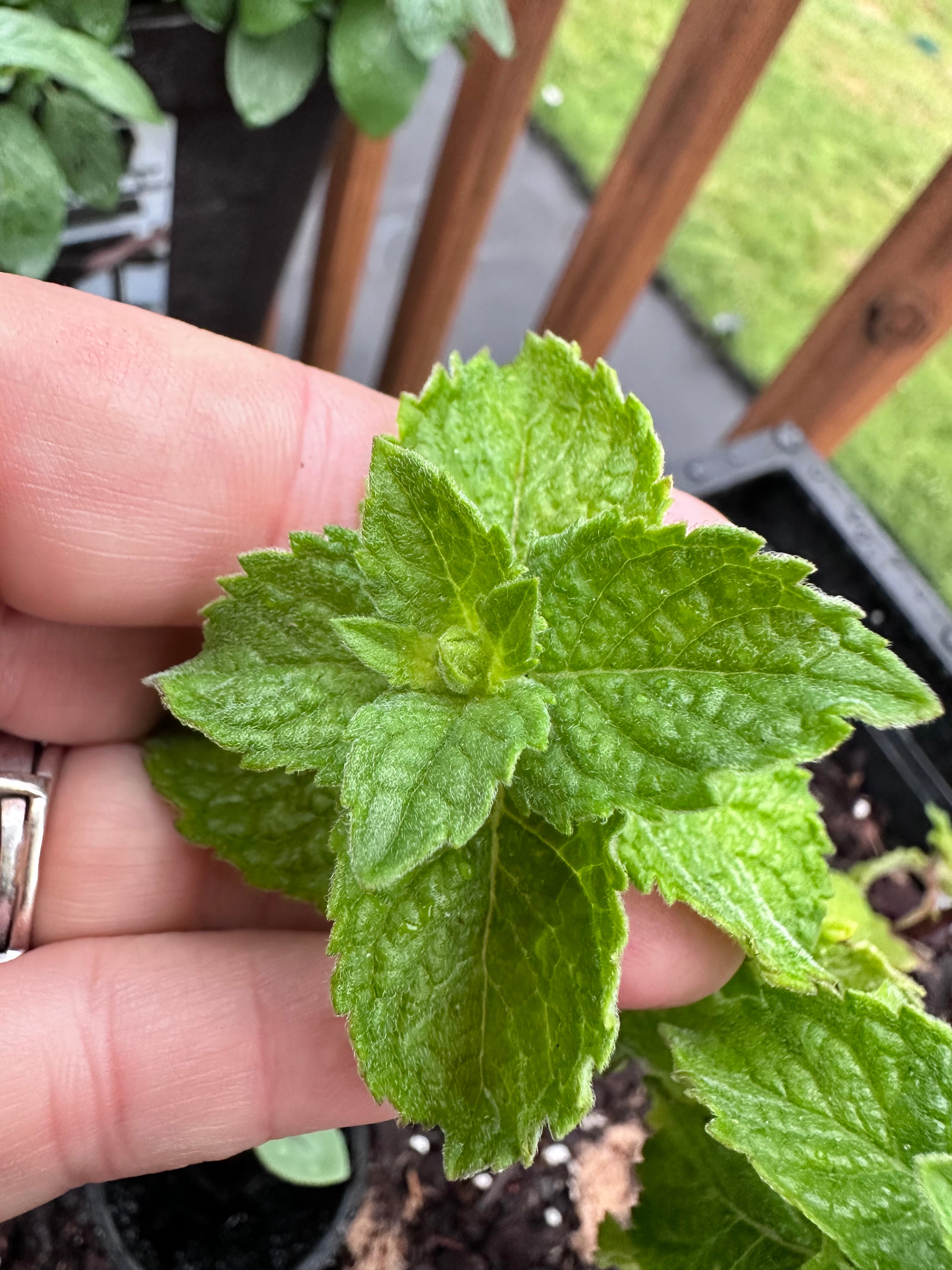 Grapefruit Mint Cutting (Mentha × piperita f. citrata 'Grapefruit') - Live Herb Plant Starter