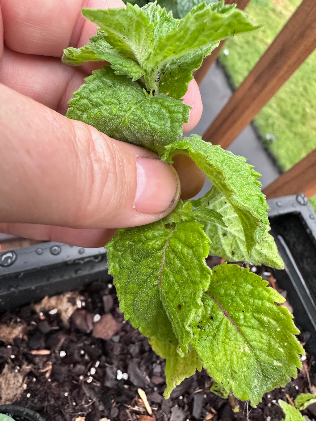 Grapefruit Mint Cutting (Mentha × piperita f. citrata 'Grapefruit') - Live Herb Plant Starter
