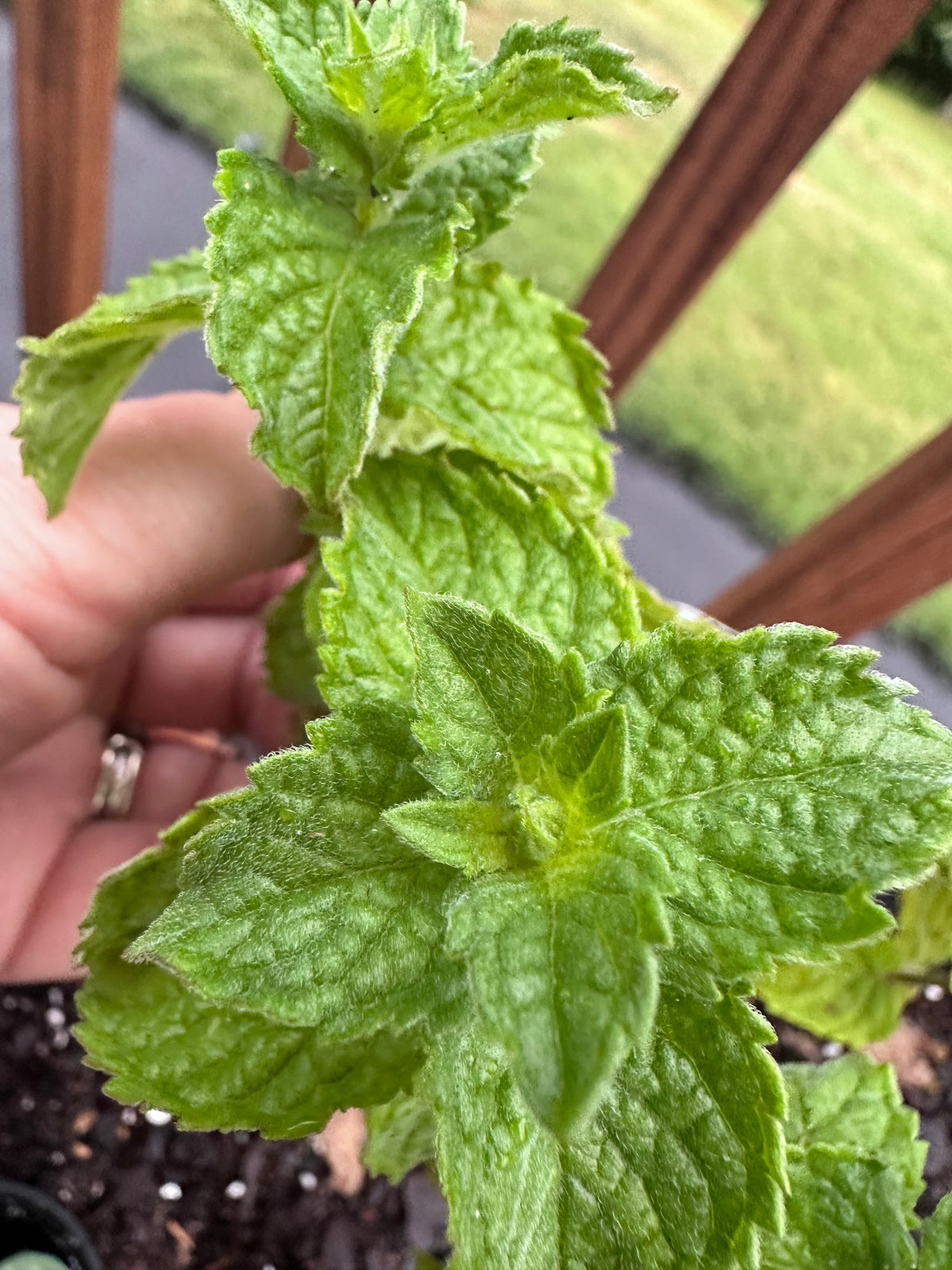 Grapefruit Mint Cutting (Mentha × piperita f. citrata 'Grapefruit') - Live Herb Plant Starter