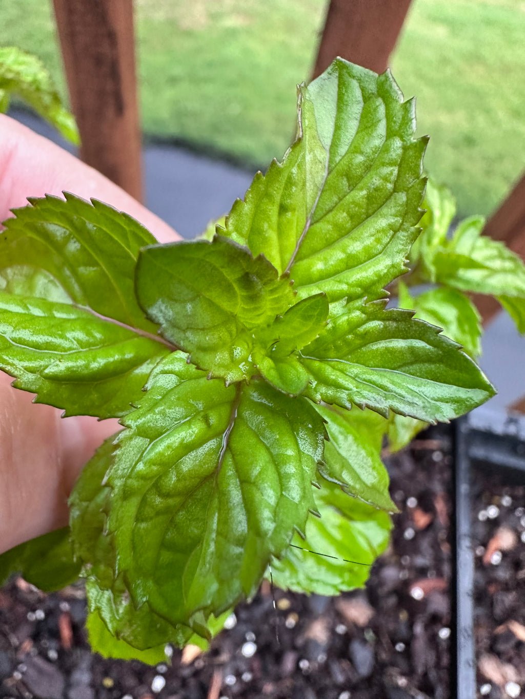 Lime Mint Cutting (Mentha × piperita f. citrata 'Lime') - Live Herb Plant Starter