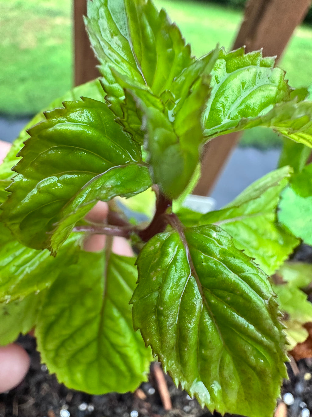Lime Mint Cutting (Mentha × piperita f. citrata 'Lime') - Live Herb Plant Starter