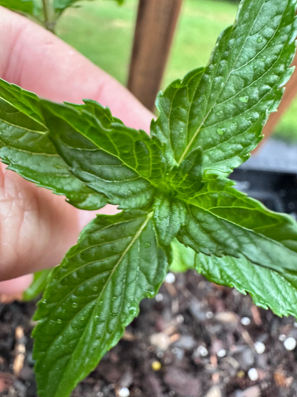 Pear Mint Cutting (Mentha 'Pear') - Live Herb Plant Starter