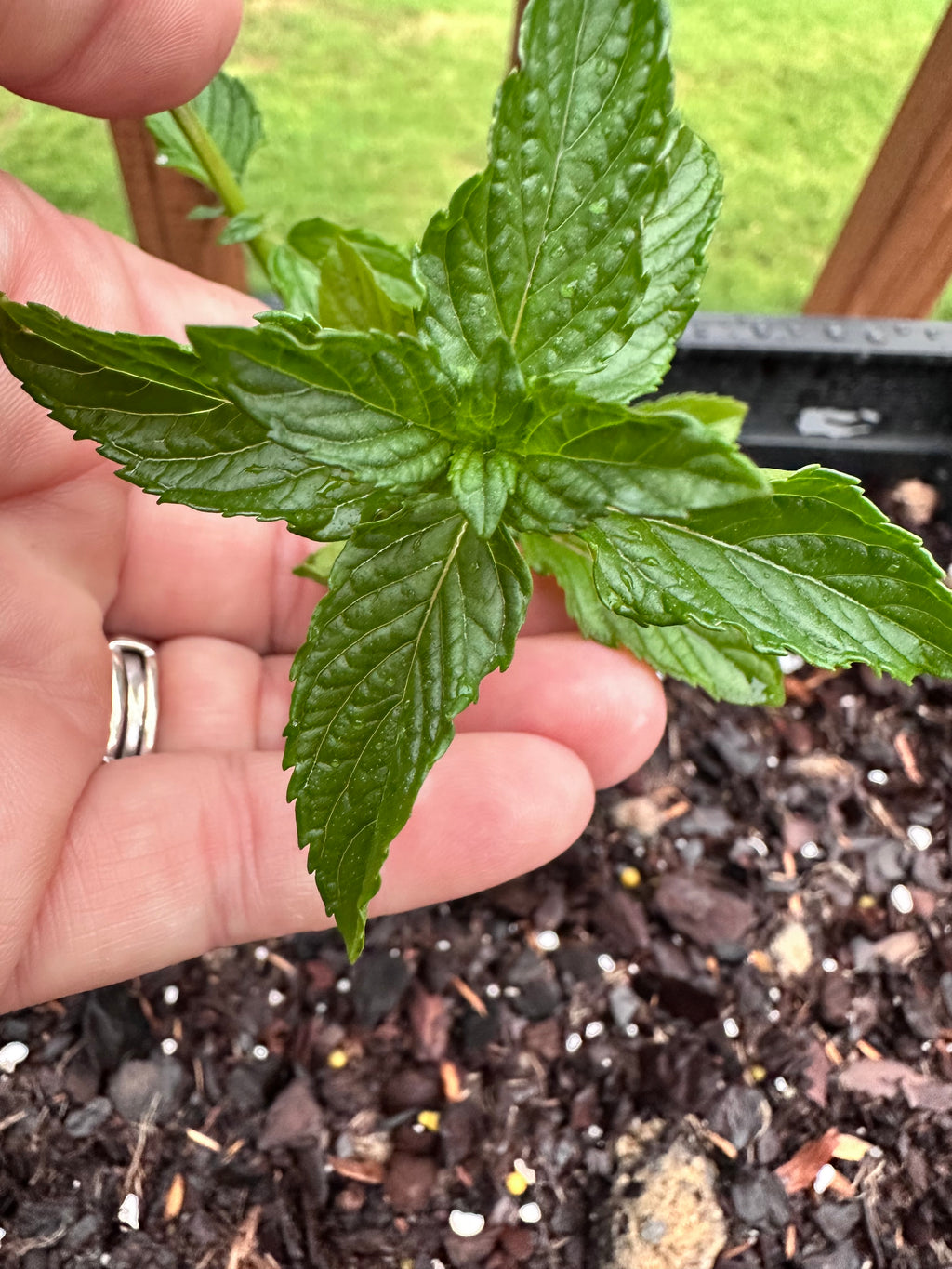 Pear Mint Cutting (Mentha 'Pear') - Live Herb Plant Starter