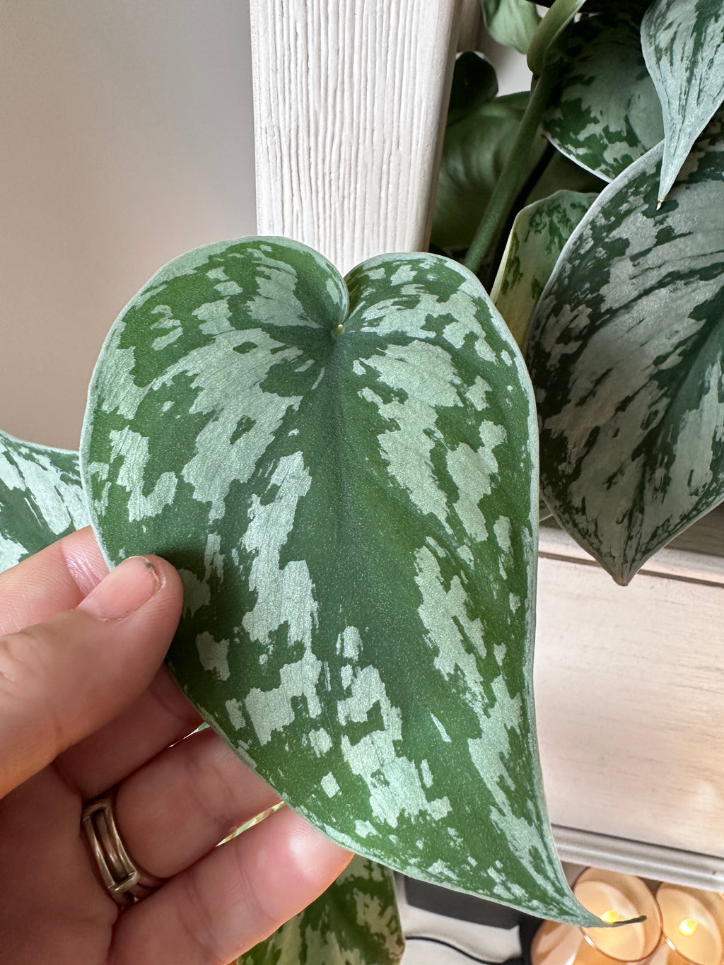 Silver Satin Pothos Cutting | Scindapsus pictus | Mountain Moon Apothecary
