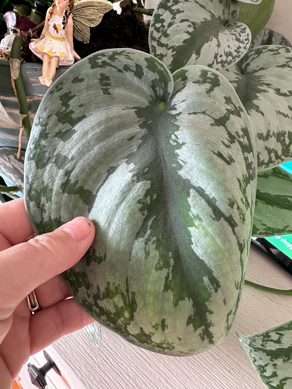Silver Satin Pothos Cutting | Scindapsus pictus | Mountain Moon Apothecary