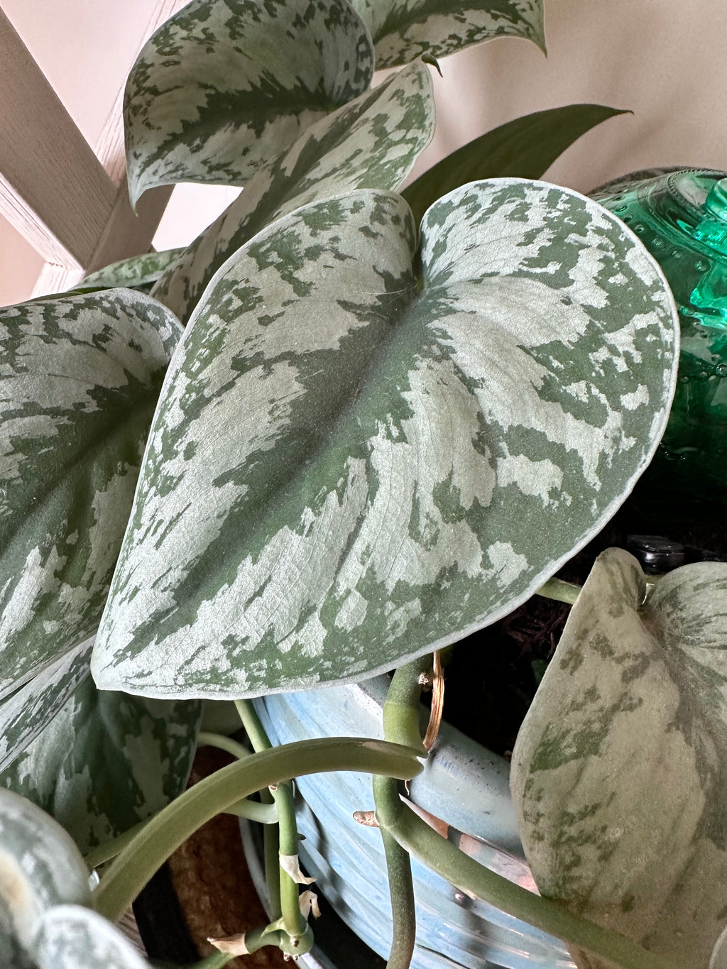 Silver Satin Pothos Cutting | Scindapsus pictus | Mountain Moon Apothecary