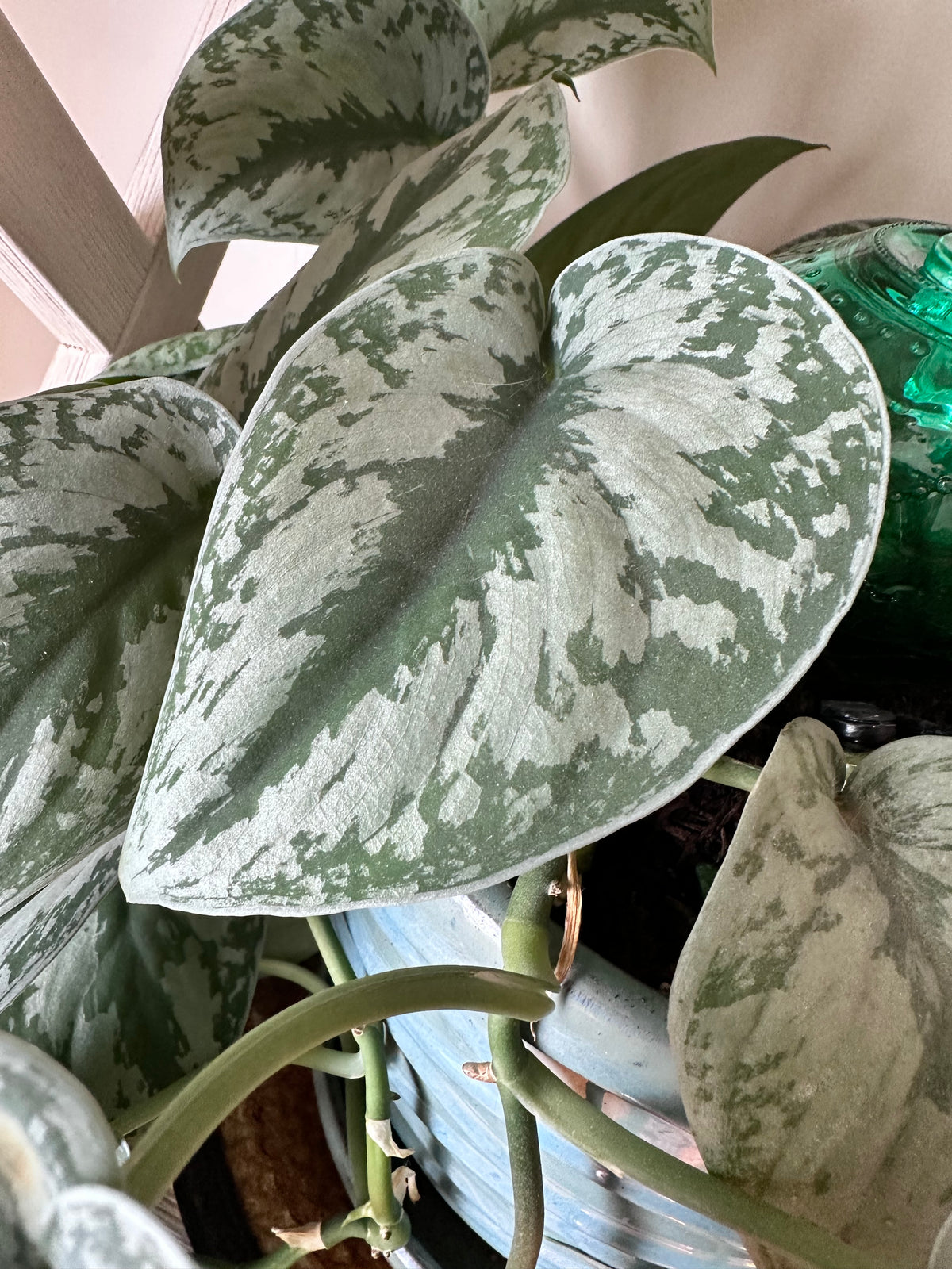 Silver Satin Pothos Cutting | Scindapsus pictus | Mountain Moon Apothecary