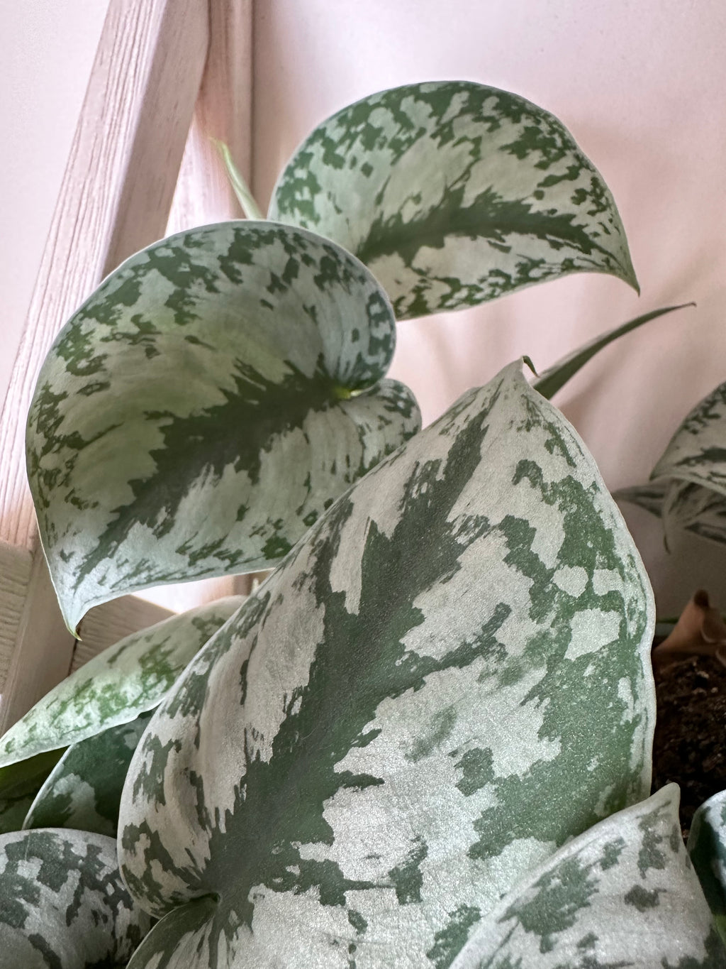Silver Satin Pothos Cutting | Scindapsus pictus | Mountain Moon Apothecary