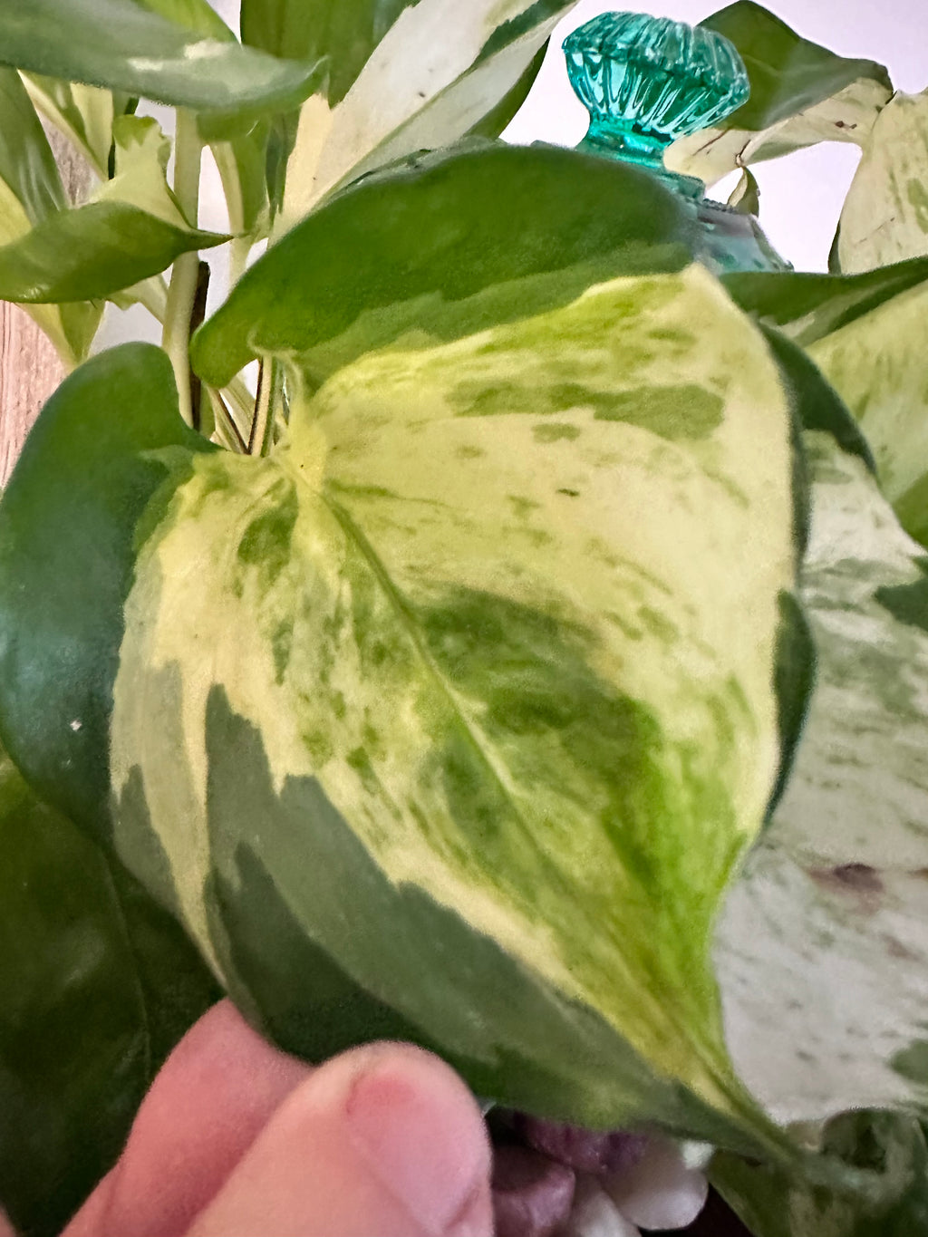 Marble Queen Pothos Cutting | Epipremnum aureum | Mountain Moon Apothecary