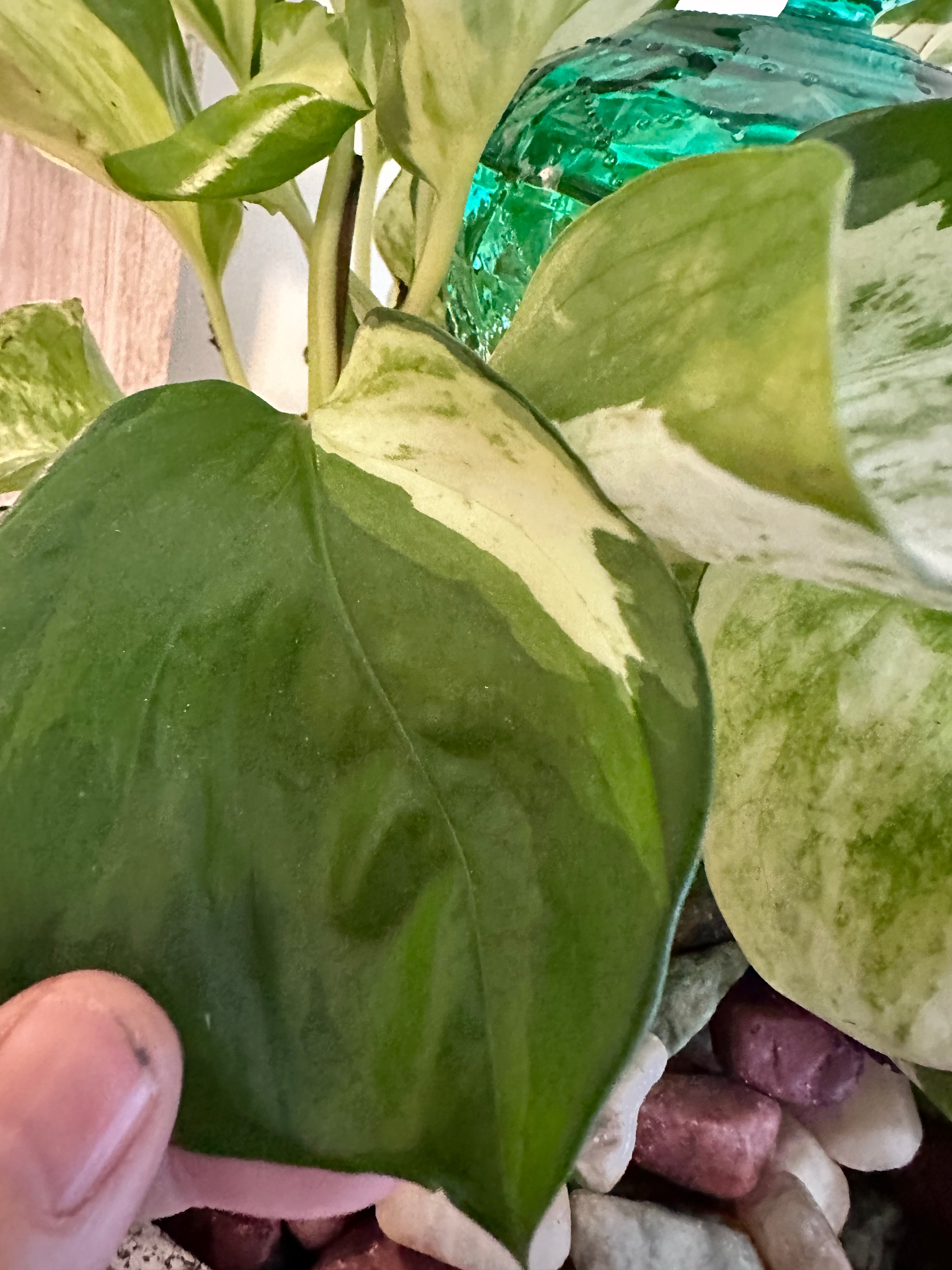 Marble Queen Pothos Cutting | Epipremnum aureum | Mountain Moon Apothecary