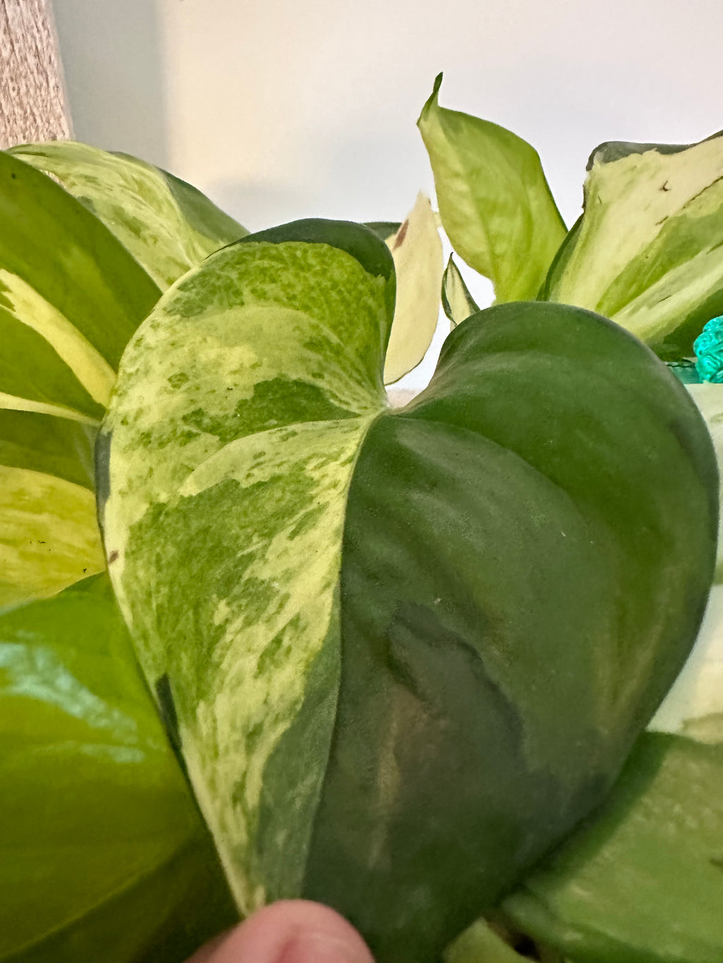 Marble Queen Pothos Cutting | Epipremnum aureum | Mountain Moon Apothecary