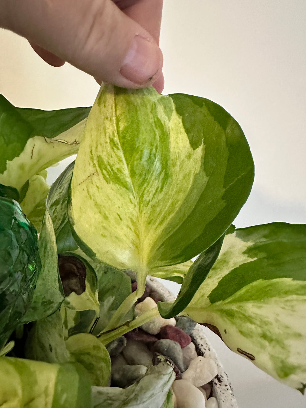 Marble Queen Pothos Cutting | Epipremnum aureum | Mountain Moon Apothecary